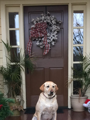 Before image of front door with dog